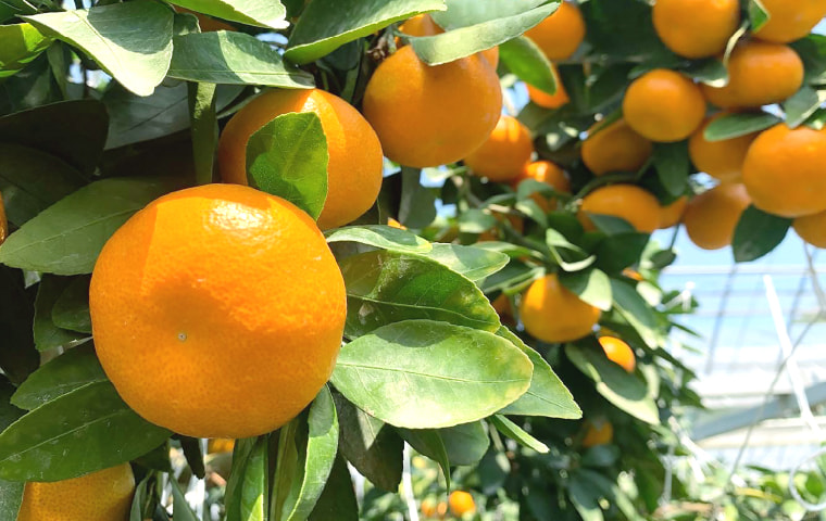 ハウスみかん「夏織」