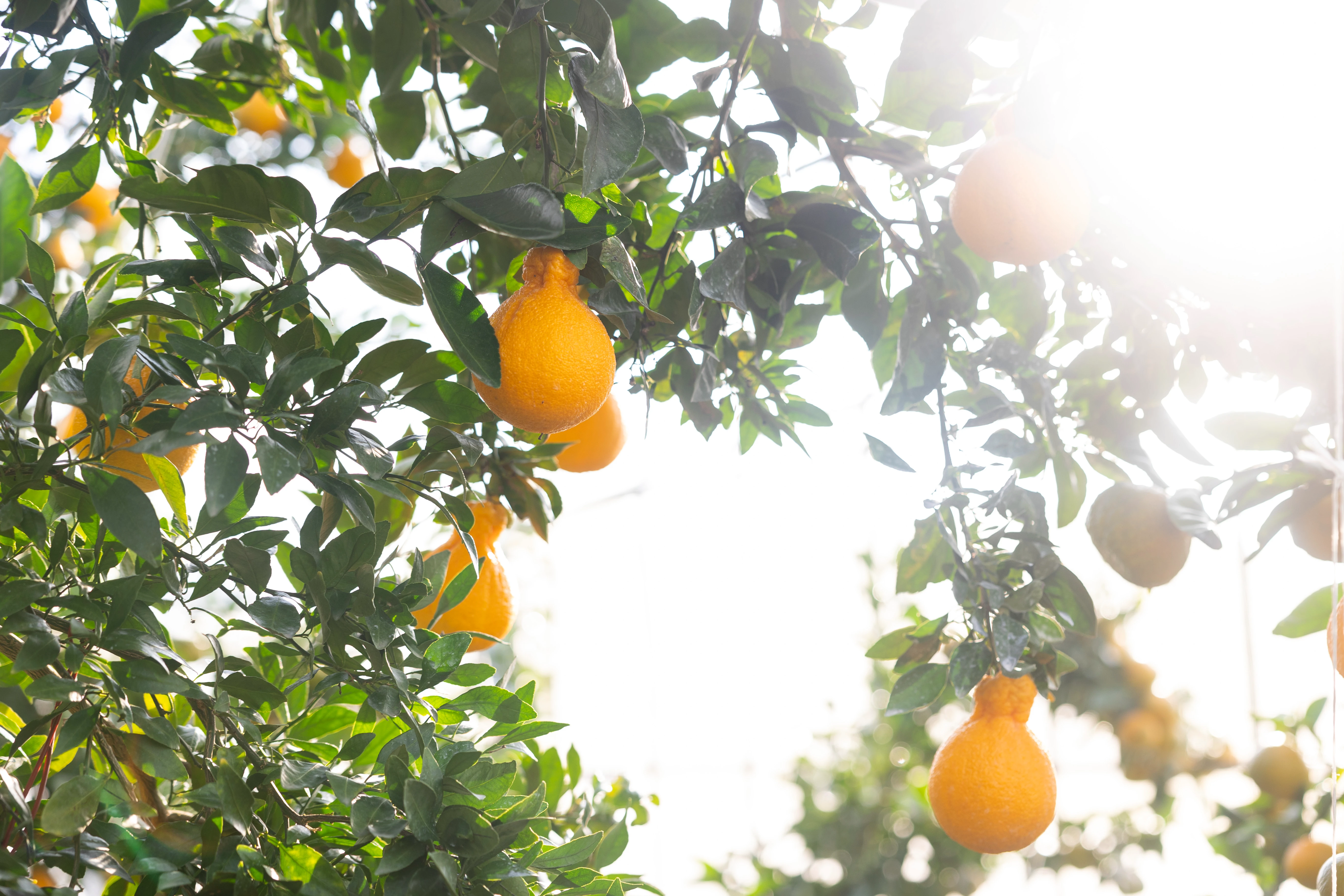 春にうまい。不知火（デコポン）の味が劇的に変わる！農家が語る熟成の秘密と4つの理由