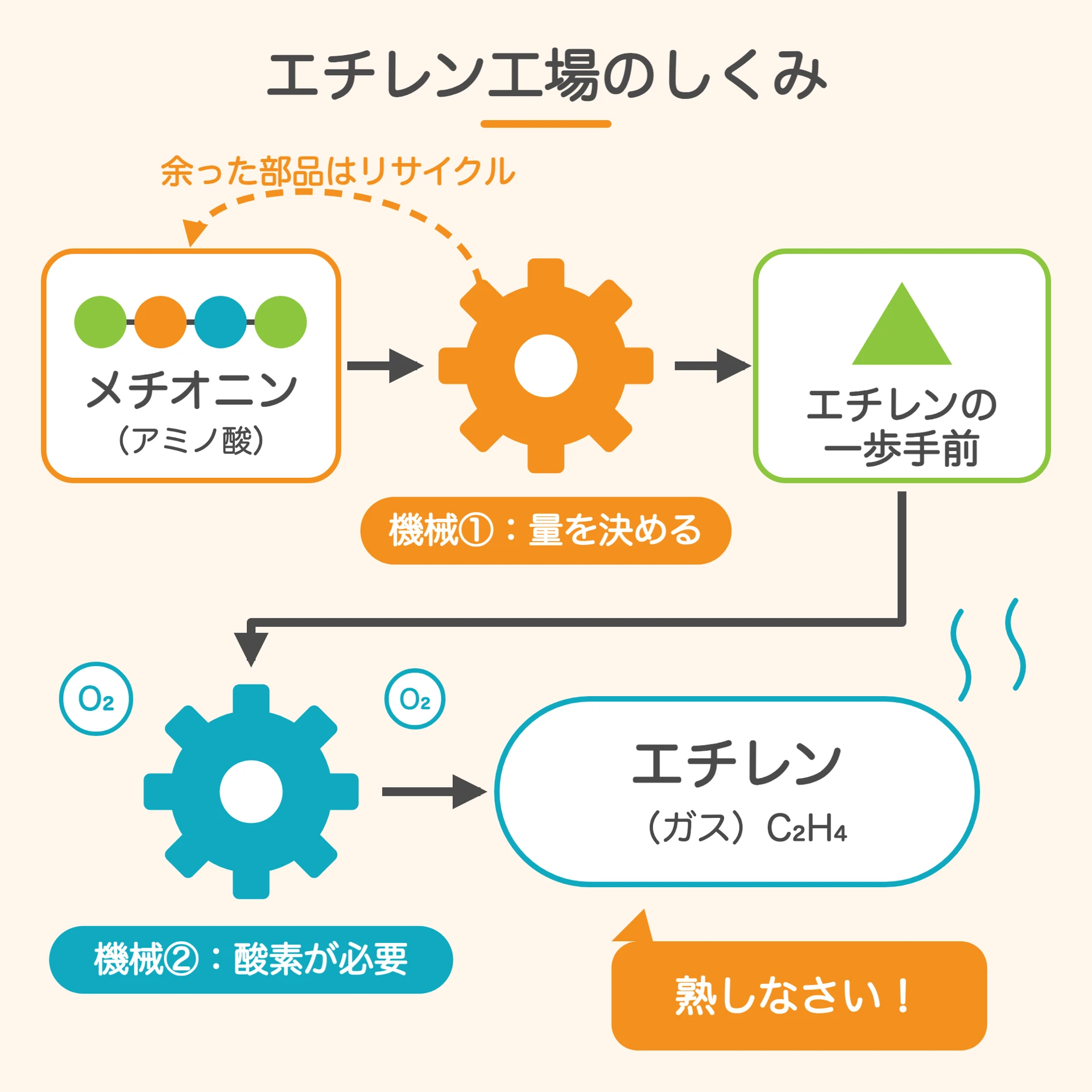 エチレン 果物 作られ方 図解