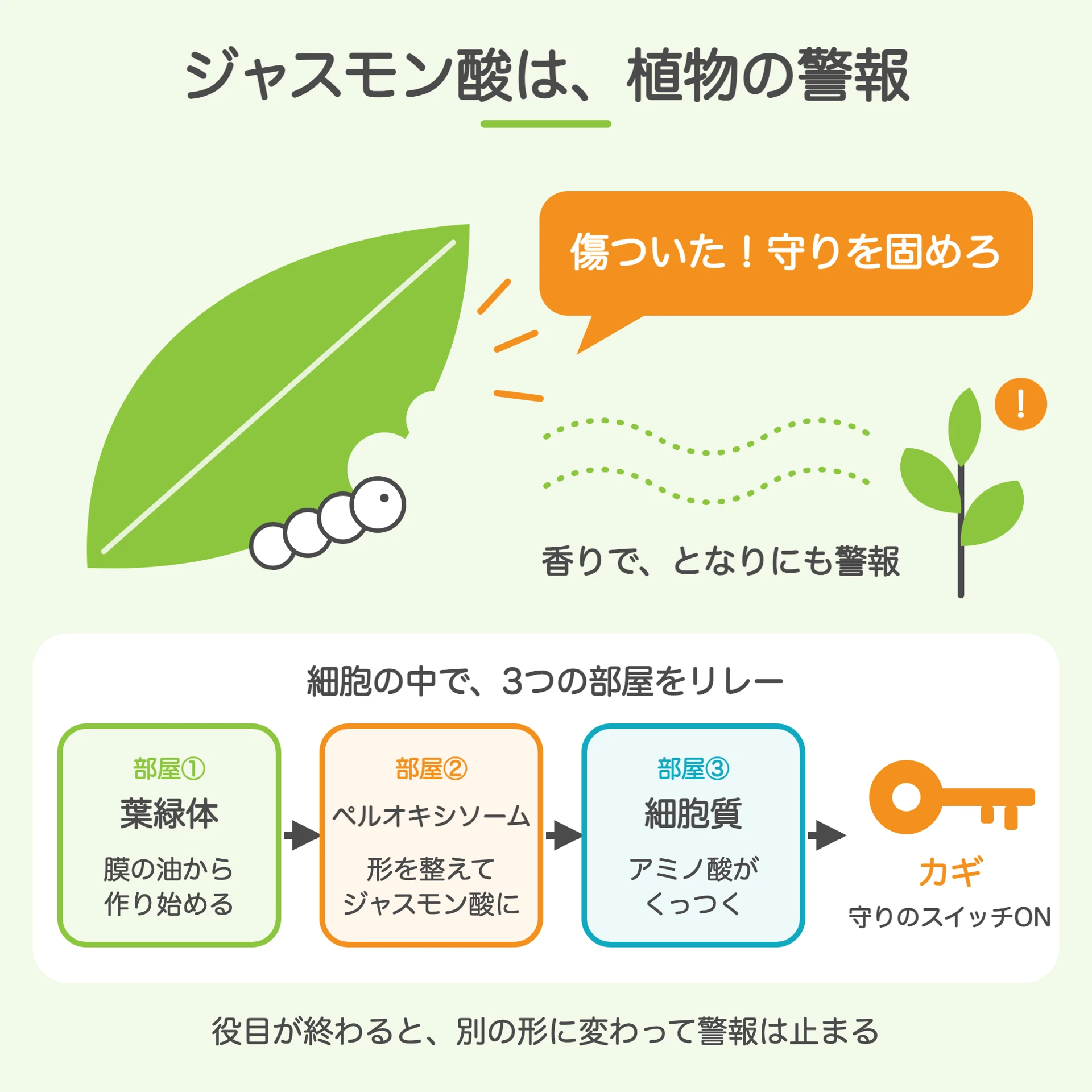 ジャスモン酸 植物 警報 図解
